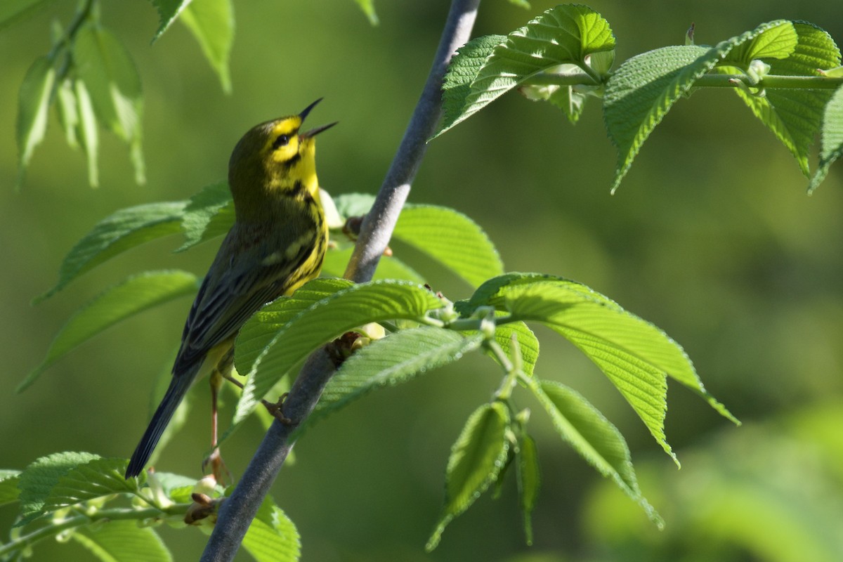 Prairie Warbler - ML456151601