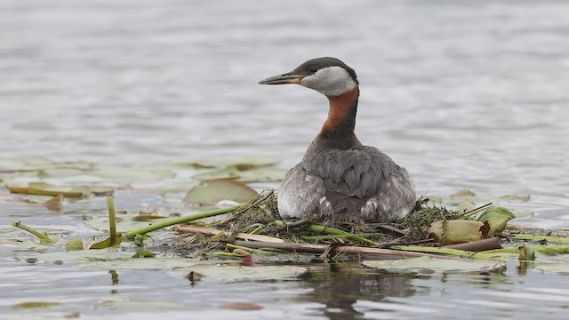 Red-necked Grebe - ML456152791