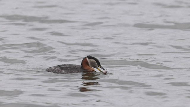 Red-necked Grebe - ML456153171