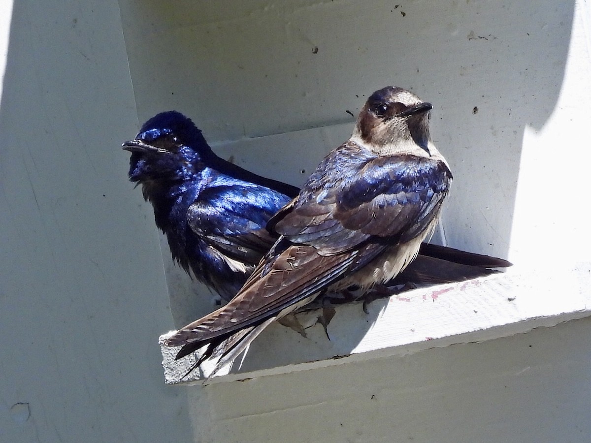 Purple Martin - ML456153511