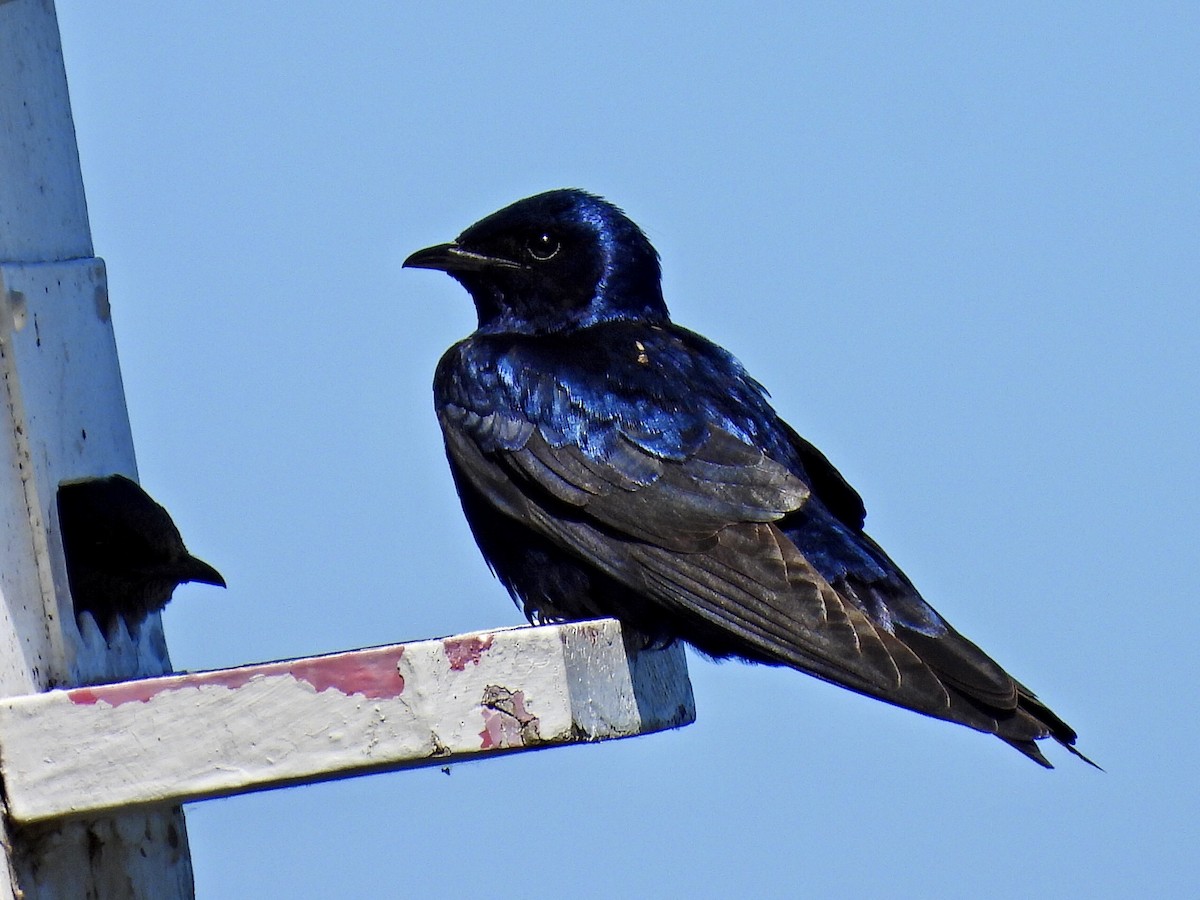 Purple Martin - ML456153531