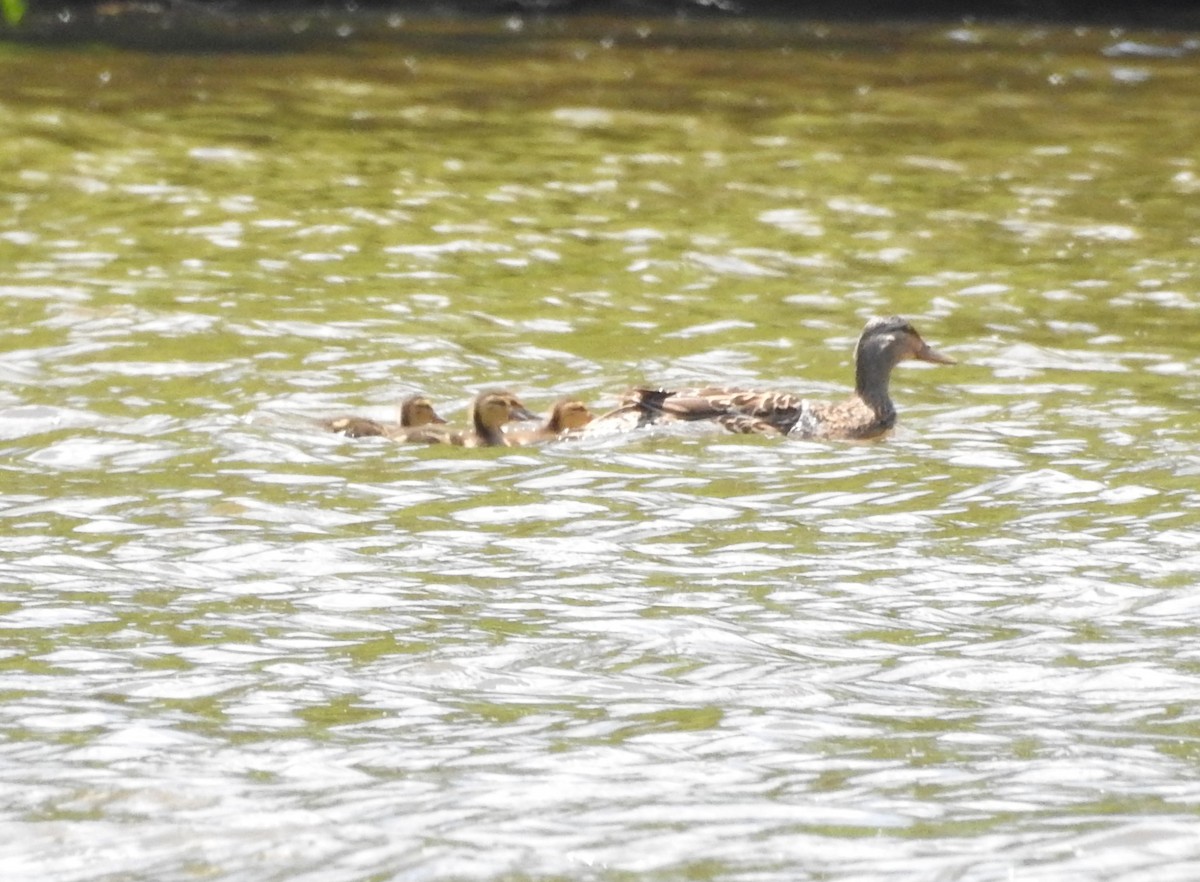 Зэрлэг нугас - ML456153541