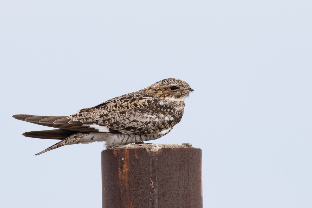 Common Nighthawk - ML456153581