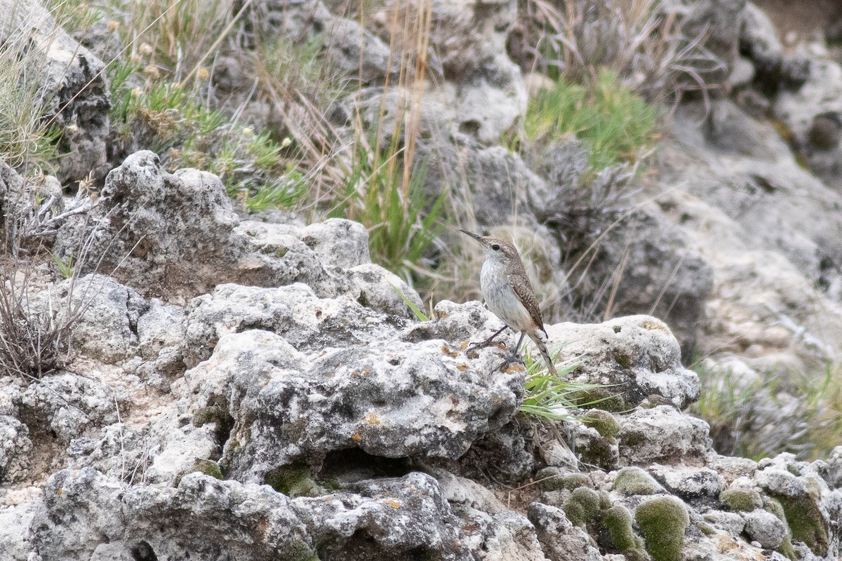 Troglodyte des rochers - ML456153621