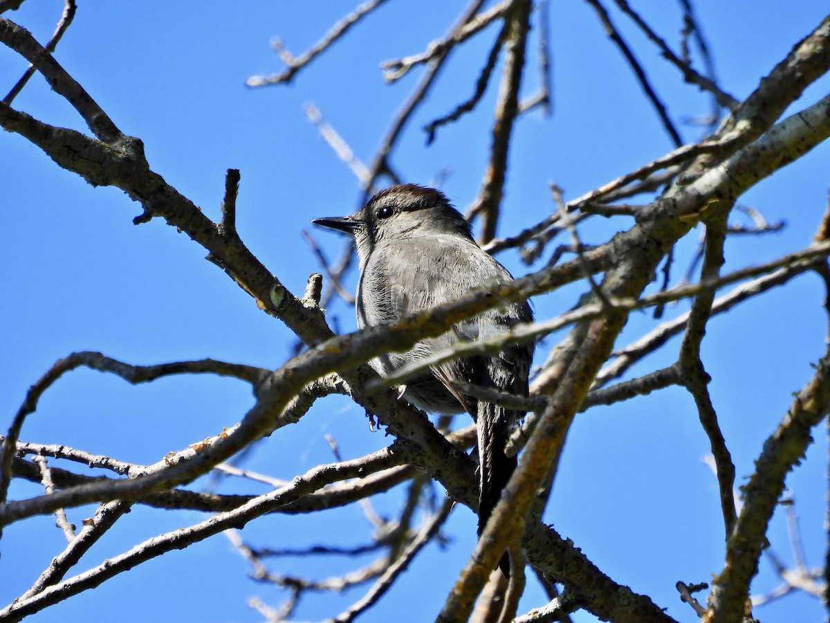 Gray Catbird - ML456153711