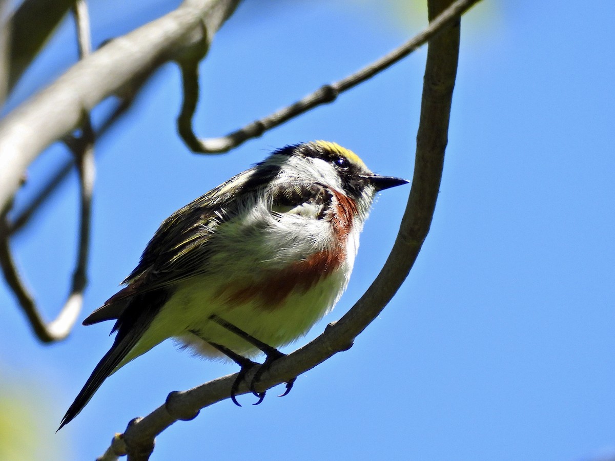 Chestnut-sided Warbler - ML456153821