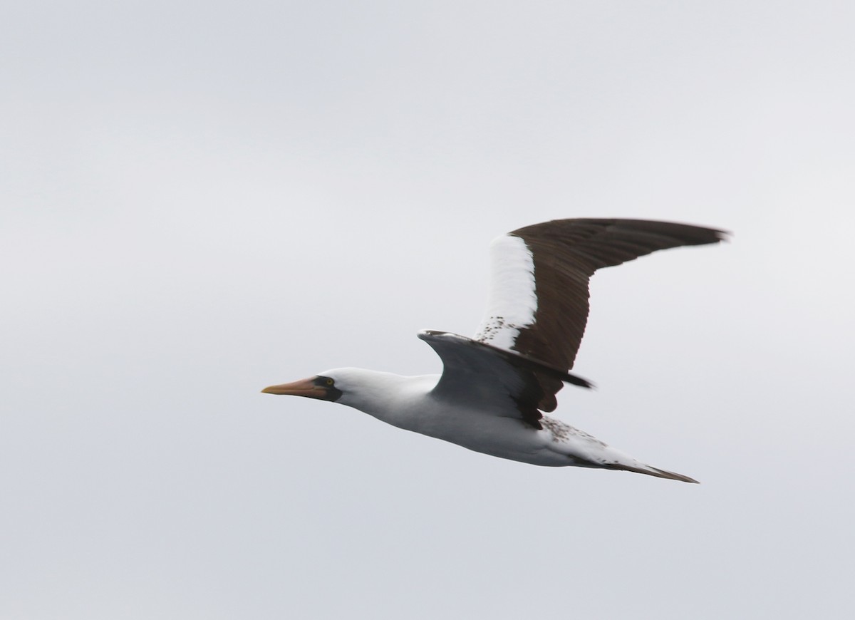 Nazca Booby - ML456154471