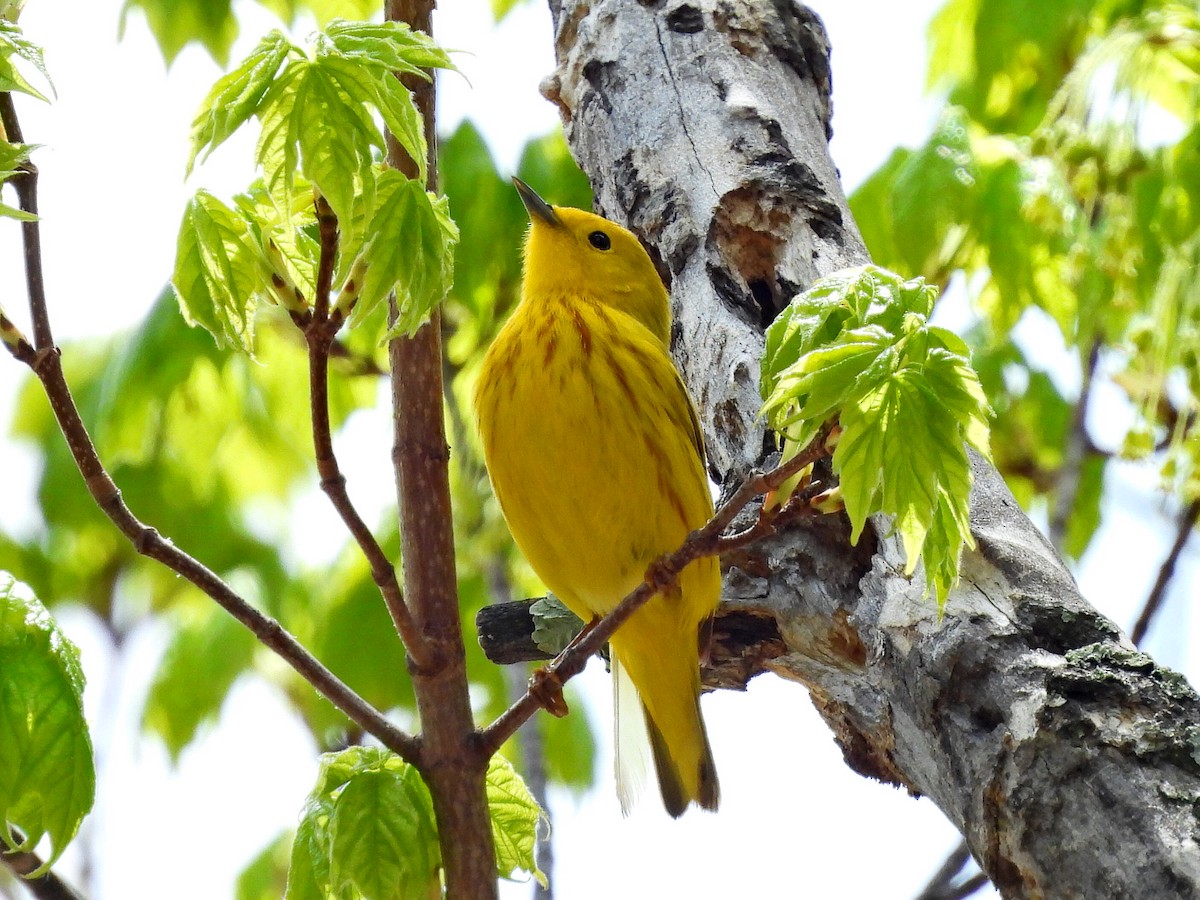 Paruline jaune - ML456154491