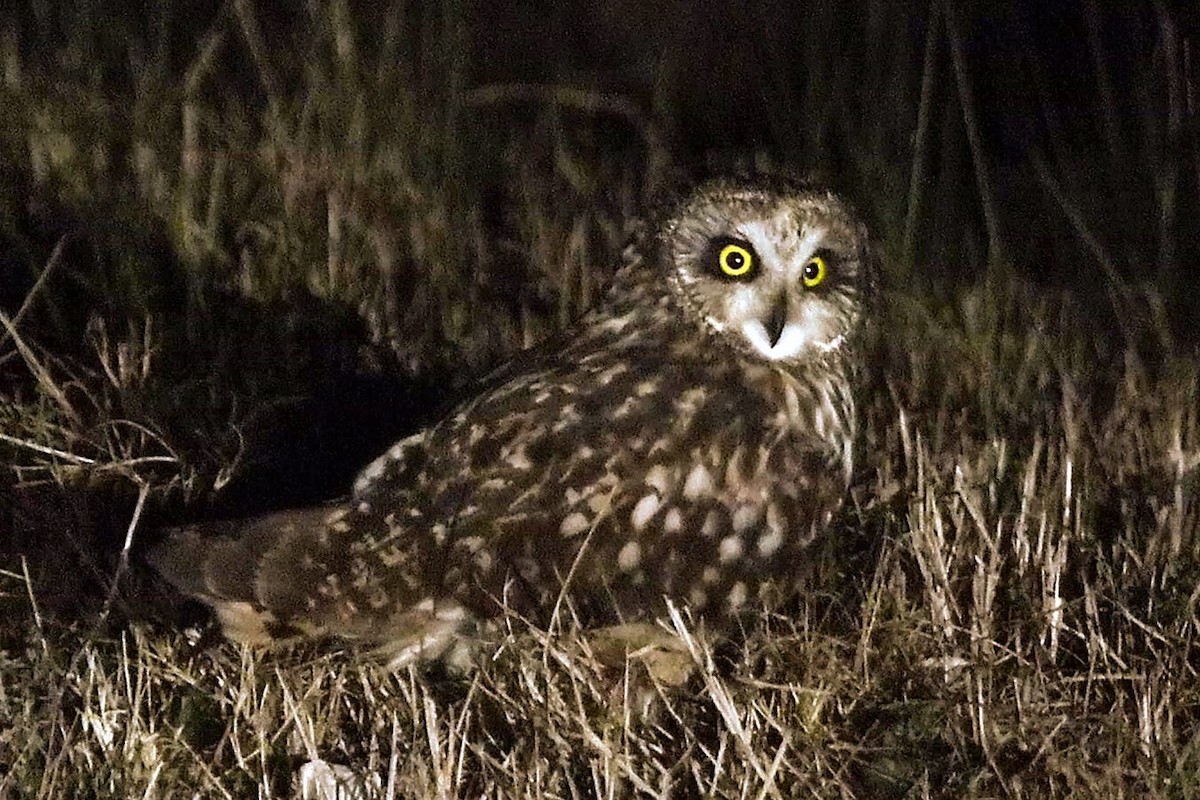 Short-eared Owl - ML45615791