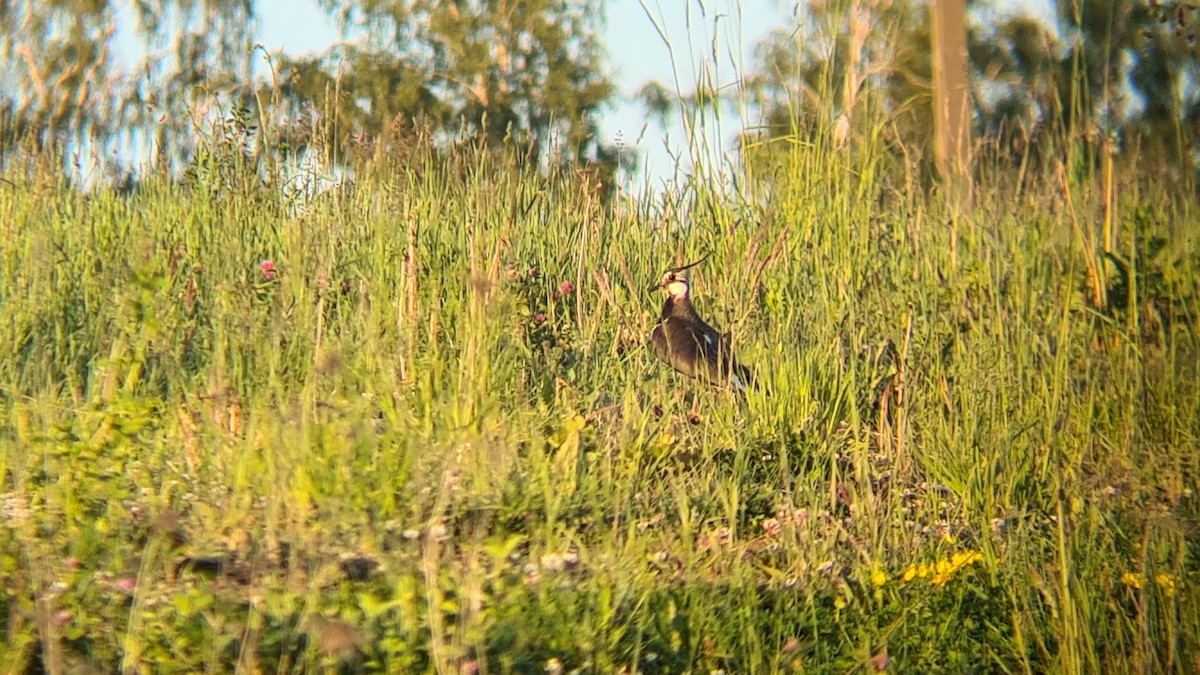 Northern Lapwing - ML456158651