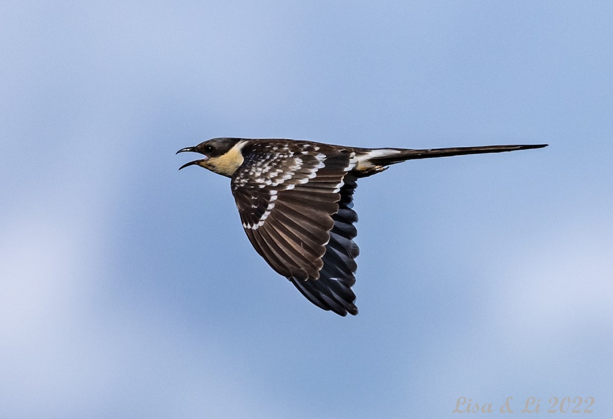 Great Spotted Cuckoo - Lisa & Li Li