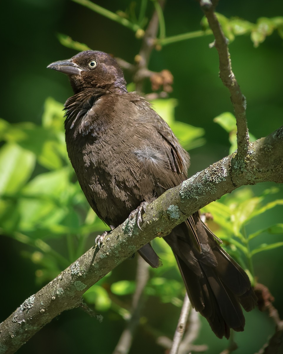 Common Grackle - ML456161091