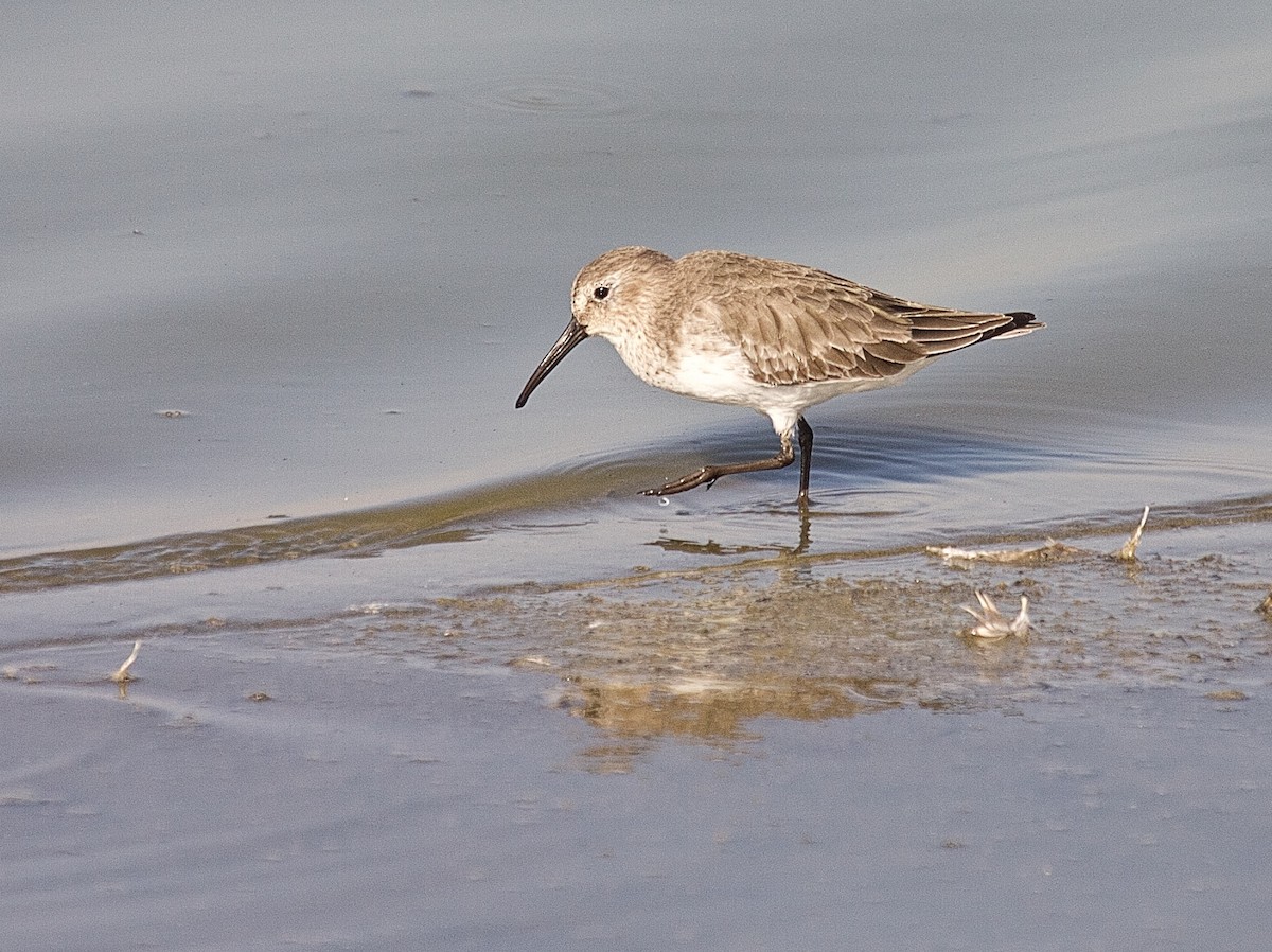 Dunlin - ML45616151