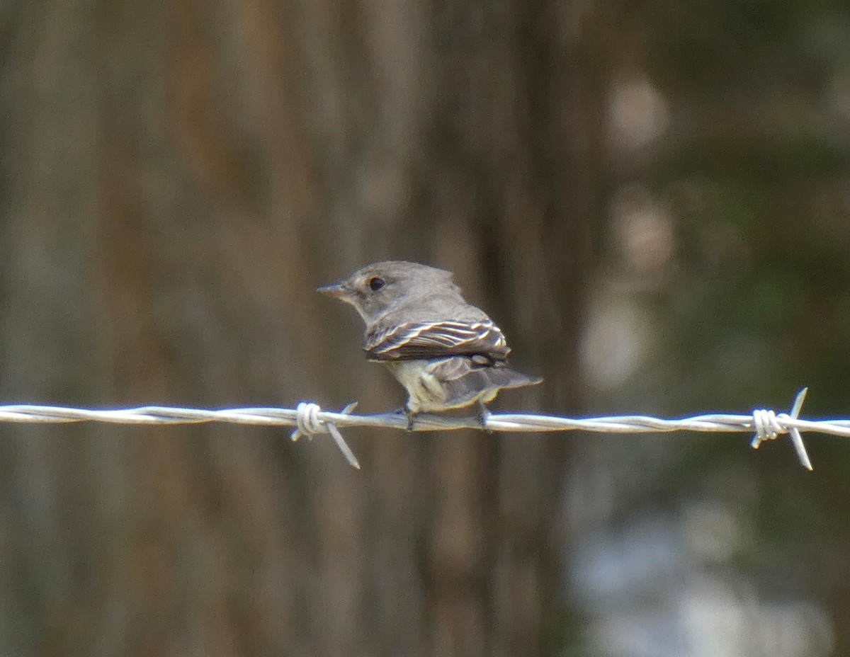 Gray Flycatcher - ML456162711