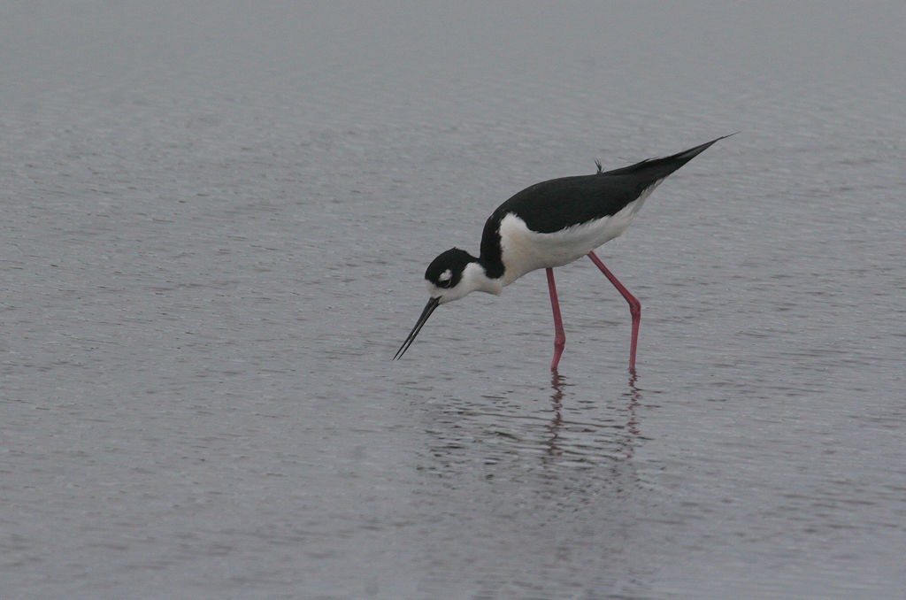 Black-necked Stilt - ML45616361