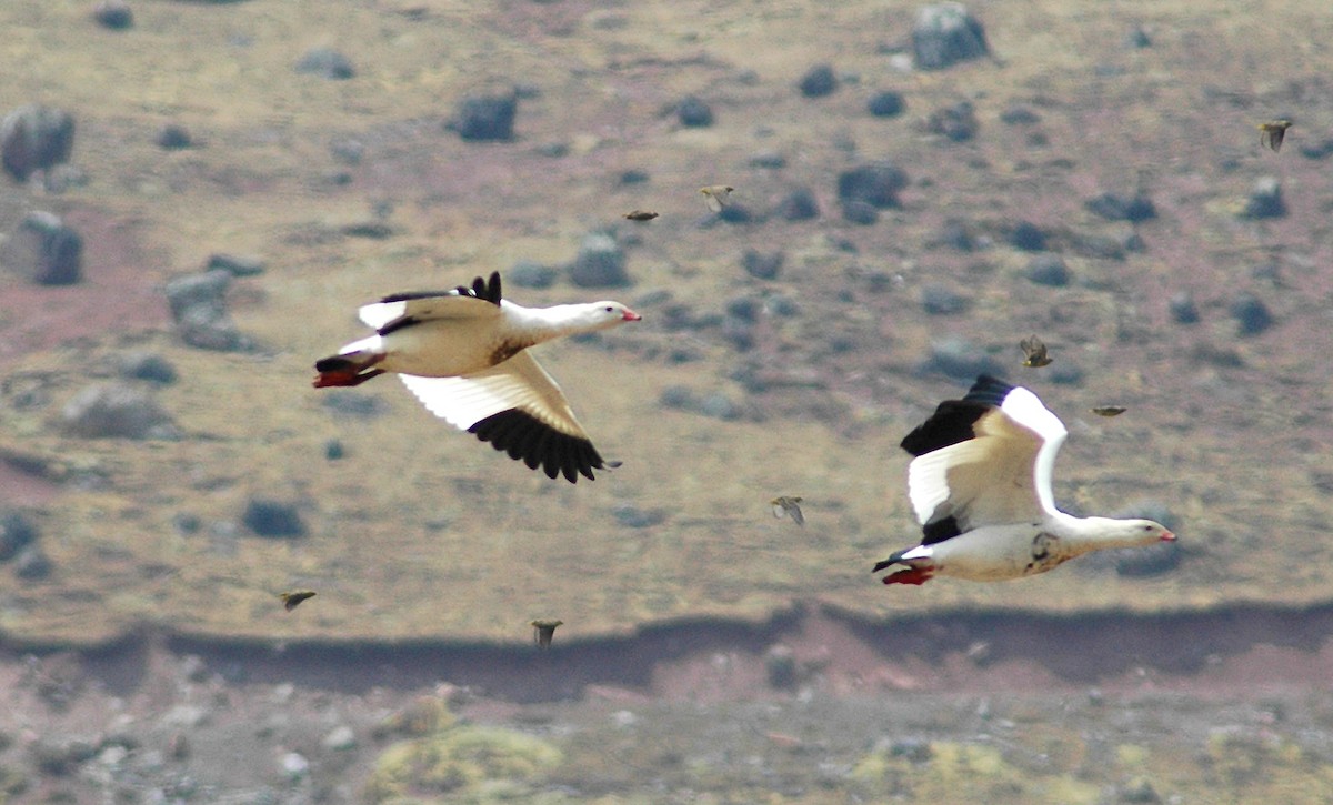 Andean Goose - ML45616391