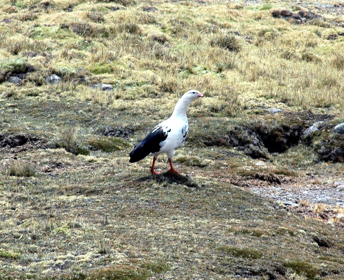 Andean Goose - ML45616411