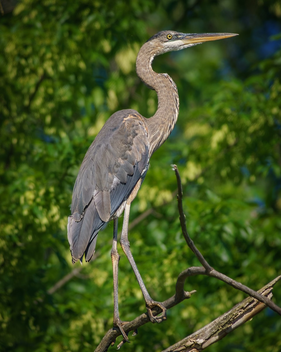 Great Blue Heron - ML456165101