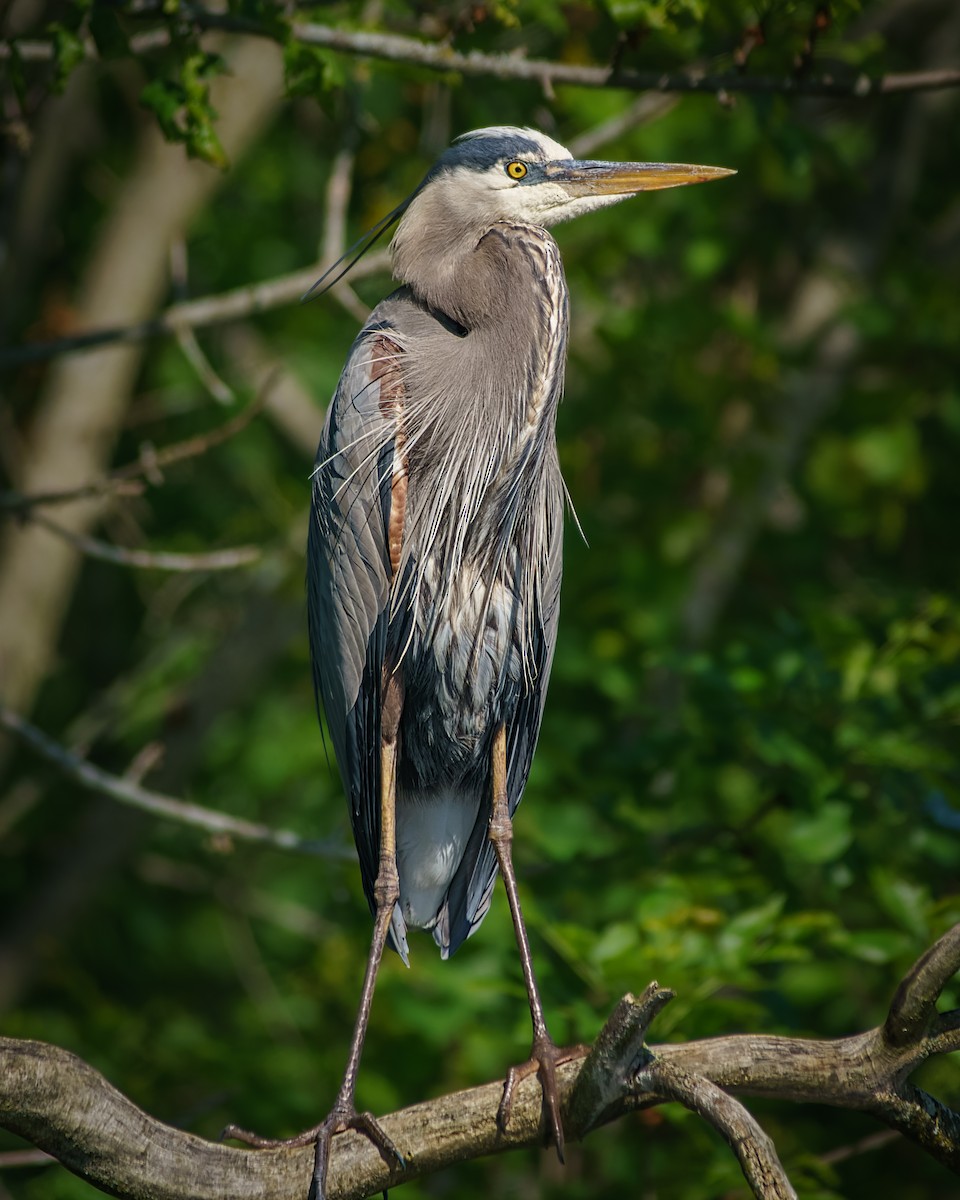 Great Blue Heron - ML456165181