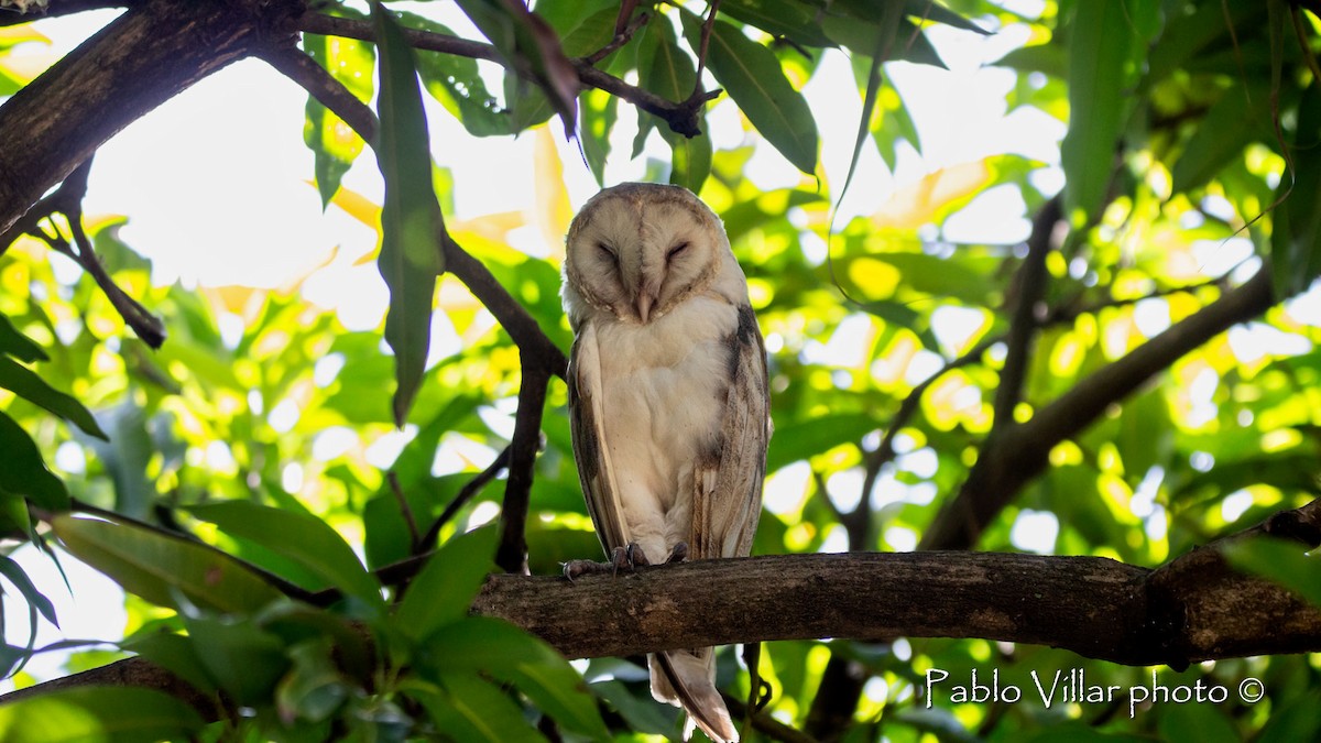 Barn Owl - ML456165711