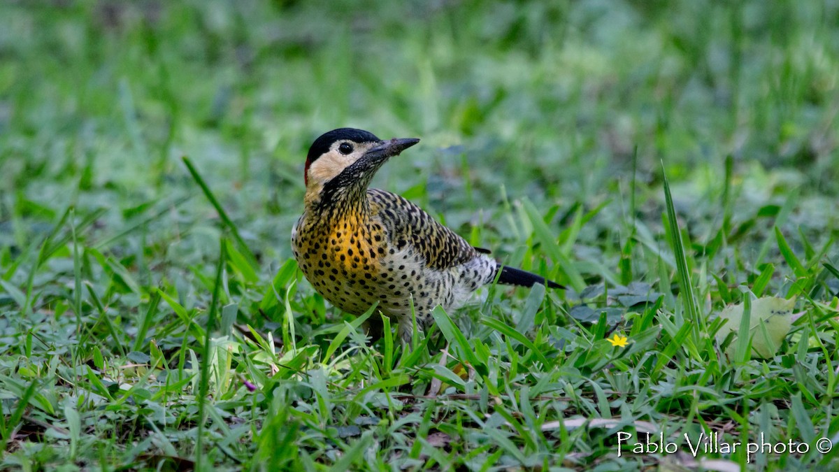 Green-barred Woodpecker - Pablo Villar