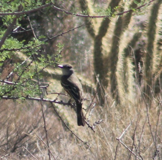 Ash-throated Flycatcher - ML456166211