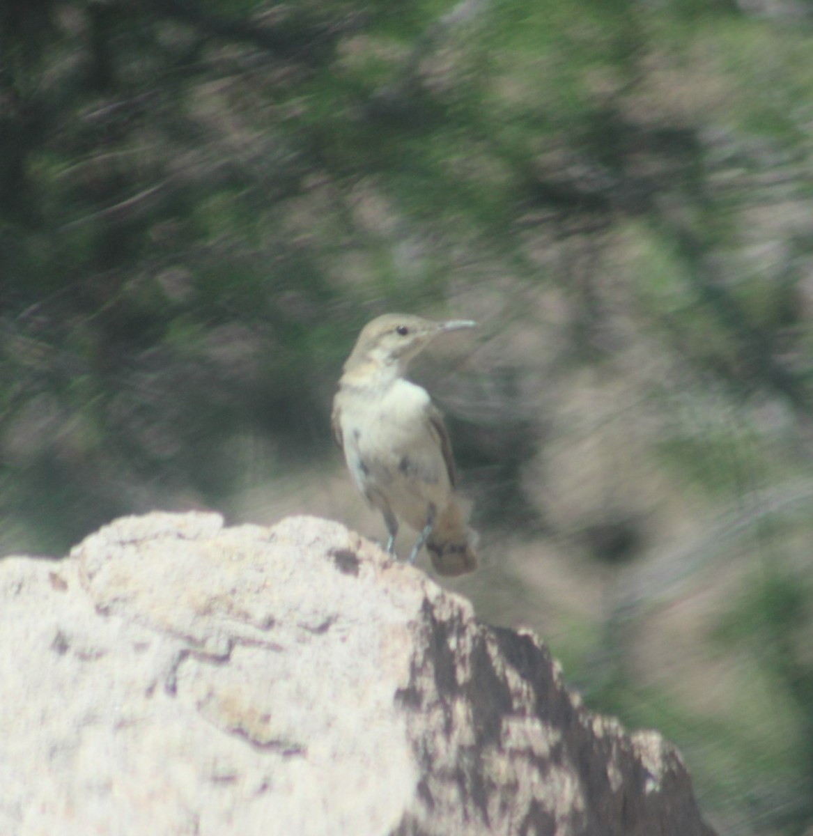 Rock Wren - ML456166371