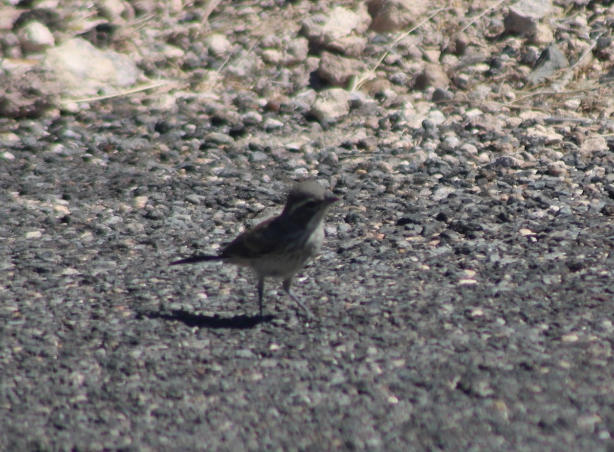 Black-throated Sparrow - Patrick Brock