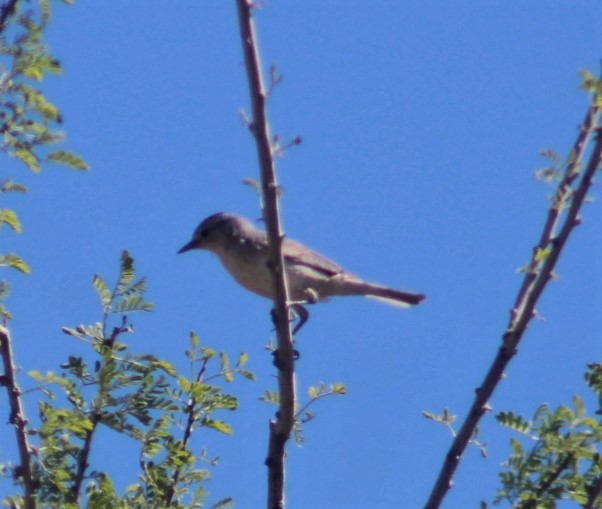 Lucy's Warbler - Patrick Brock