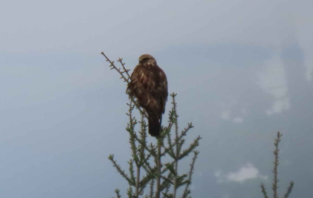 Rough-legged Hawk - ML456168931