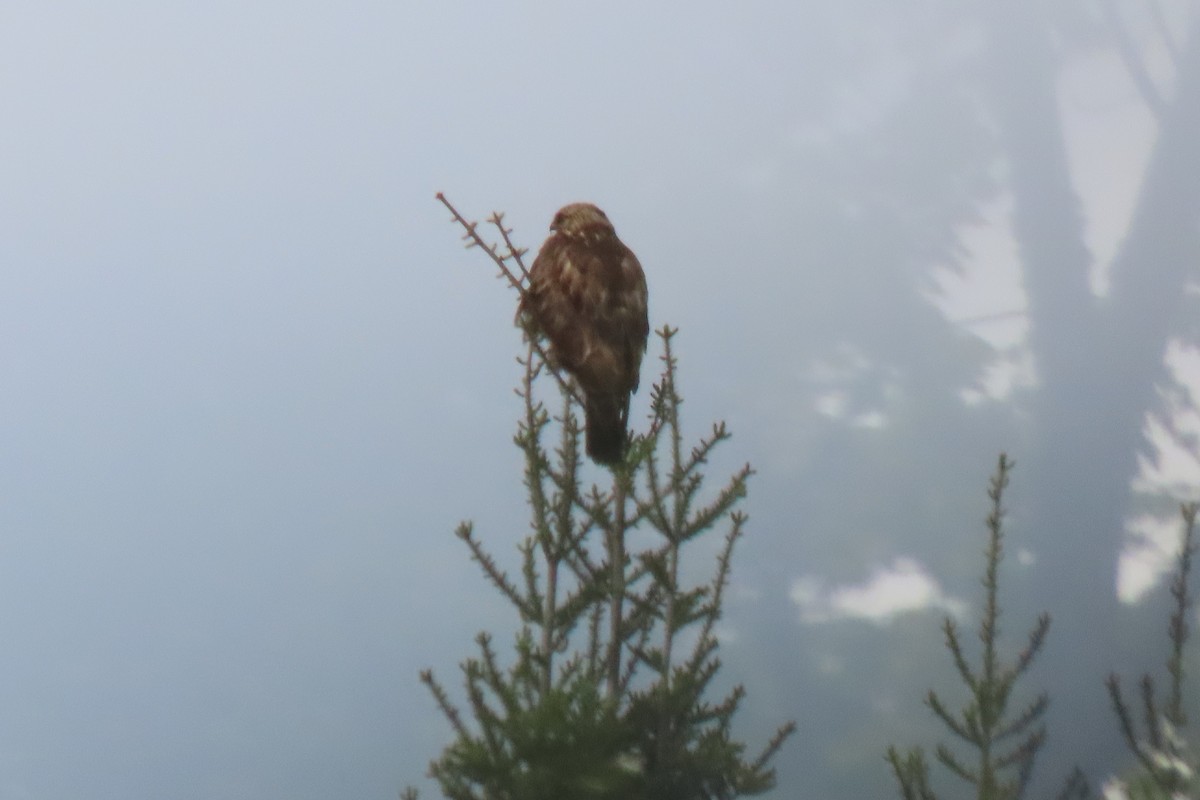 Rough-legged Hawk - ML456169101