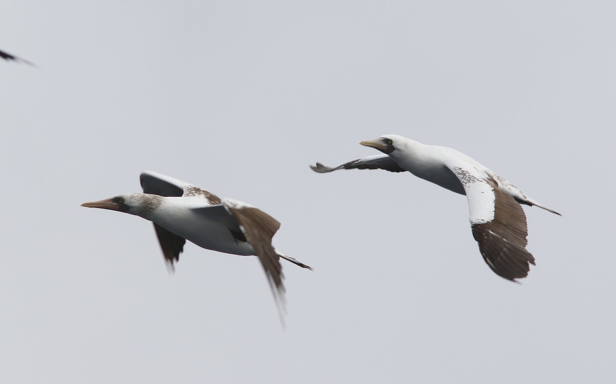 Nazca Booby - ML456170121