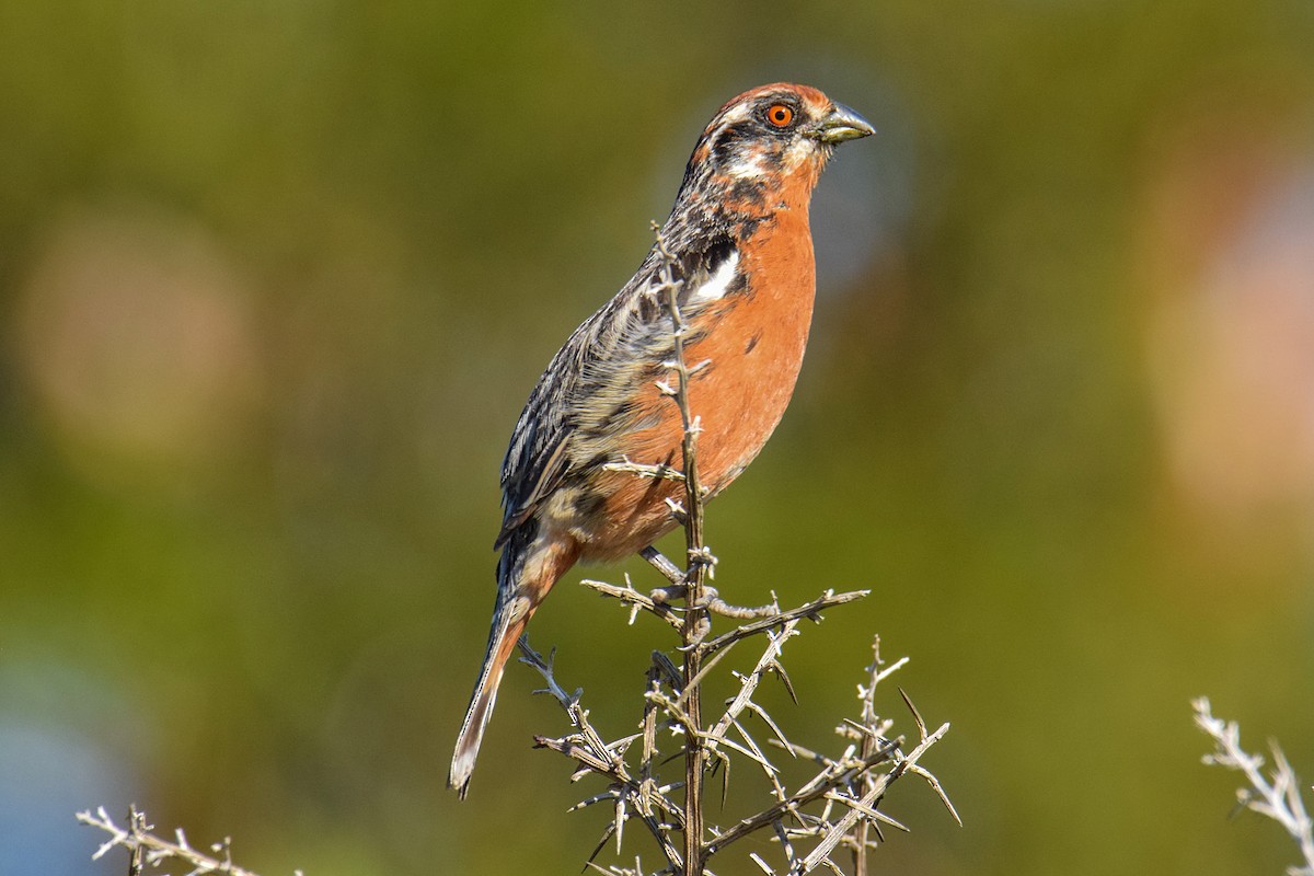 Rufous-tailed Plantcutter - Tamara Catalán Bermudez