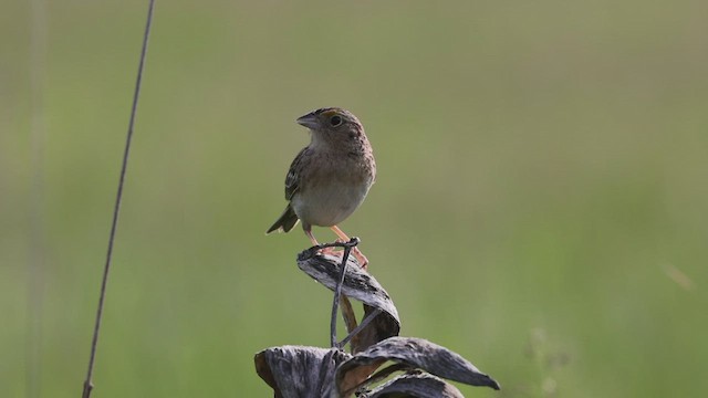 Grasshopper Sparrow - ML456172591