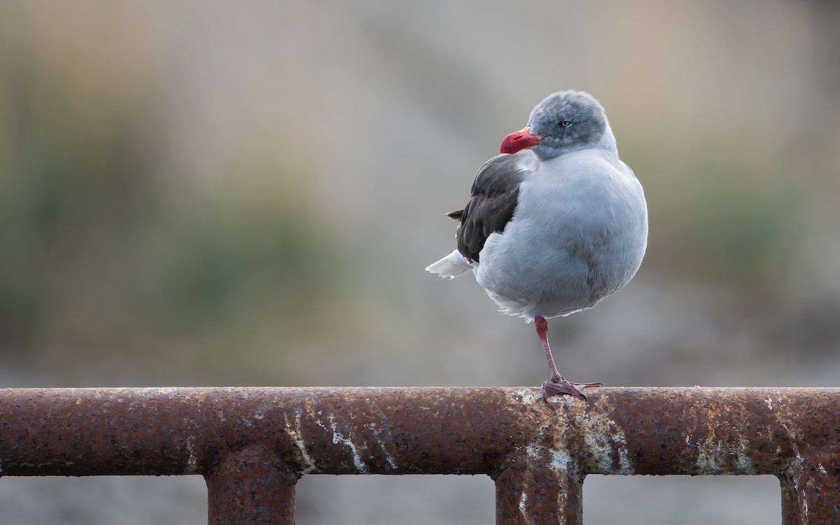 Dolphin Gull - ML456173041