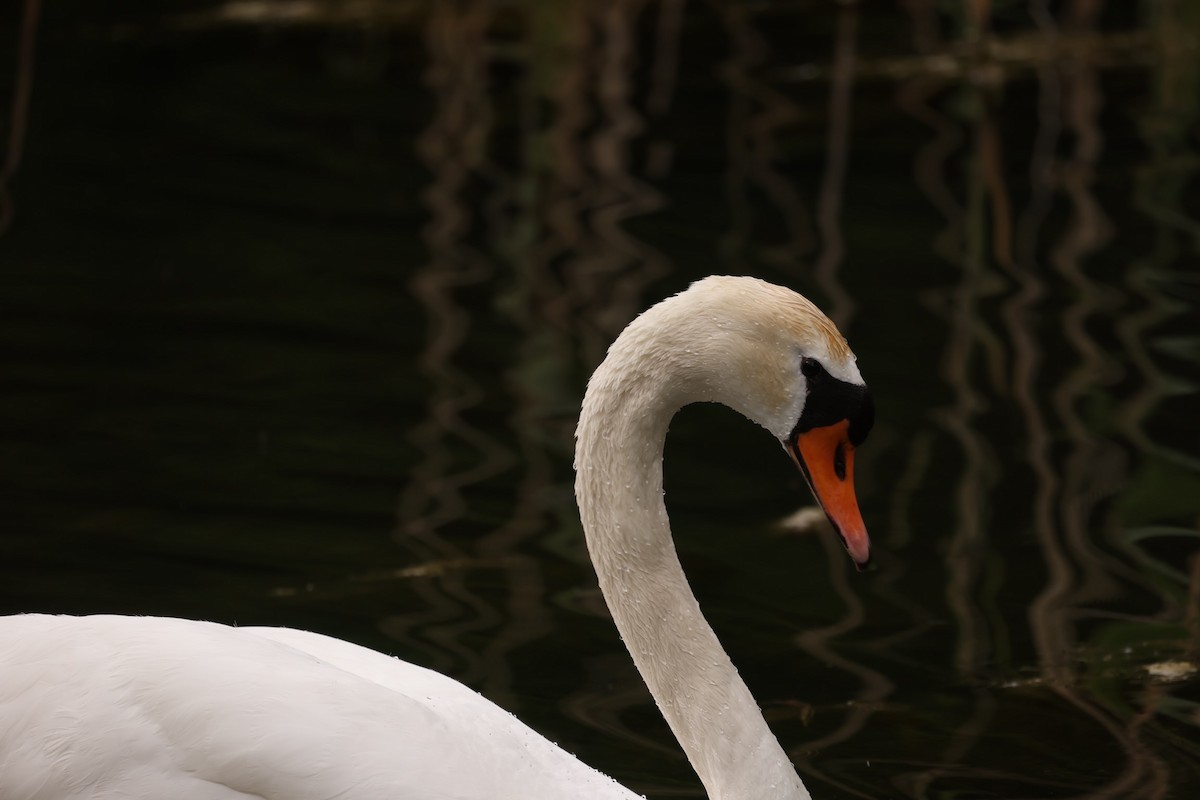 Mute Swan - Steve Luke