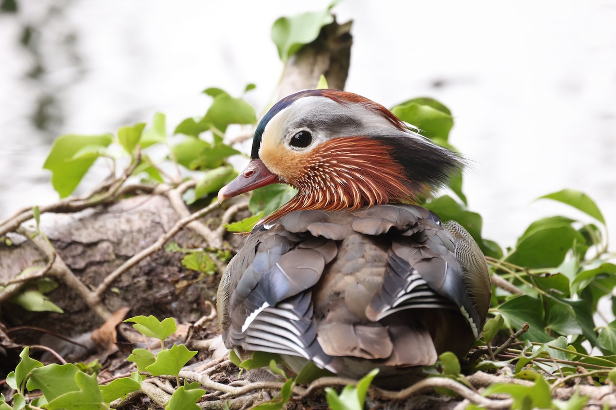 Mandarin Duck - ML456173681