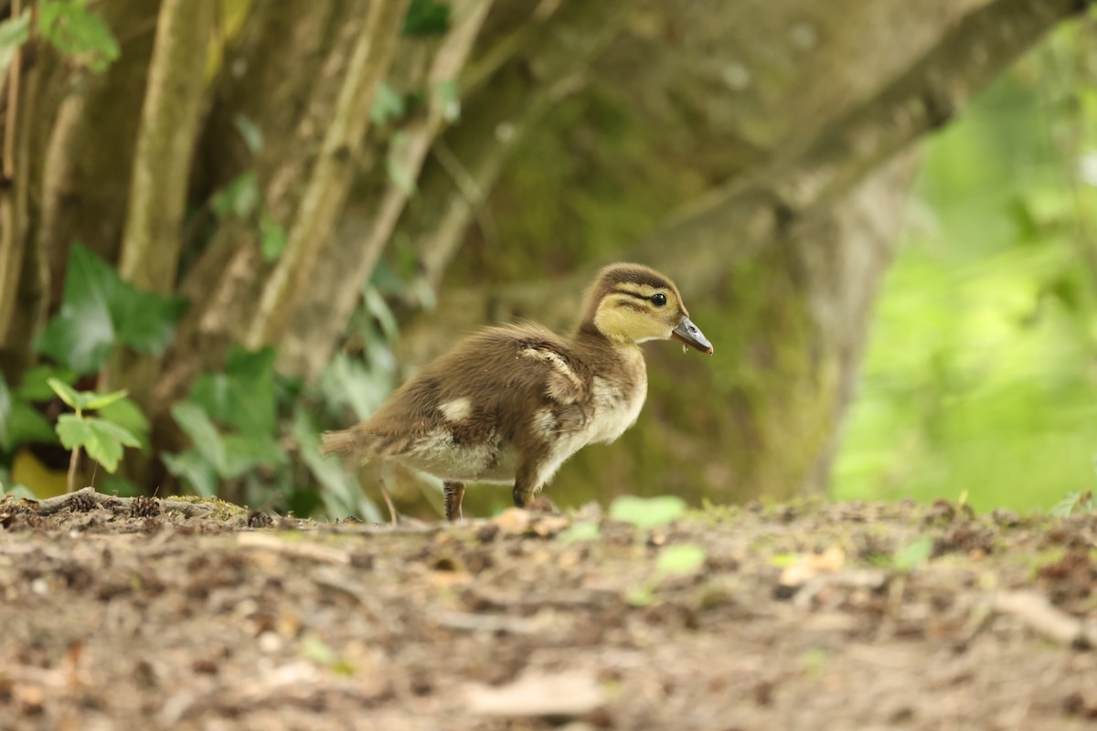 Mandarin Duck - ML456173701