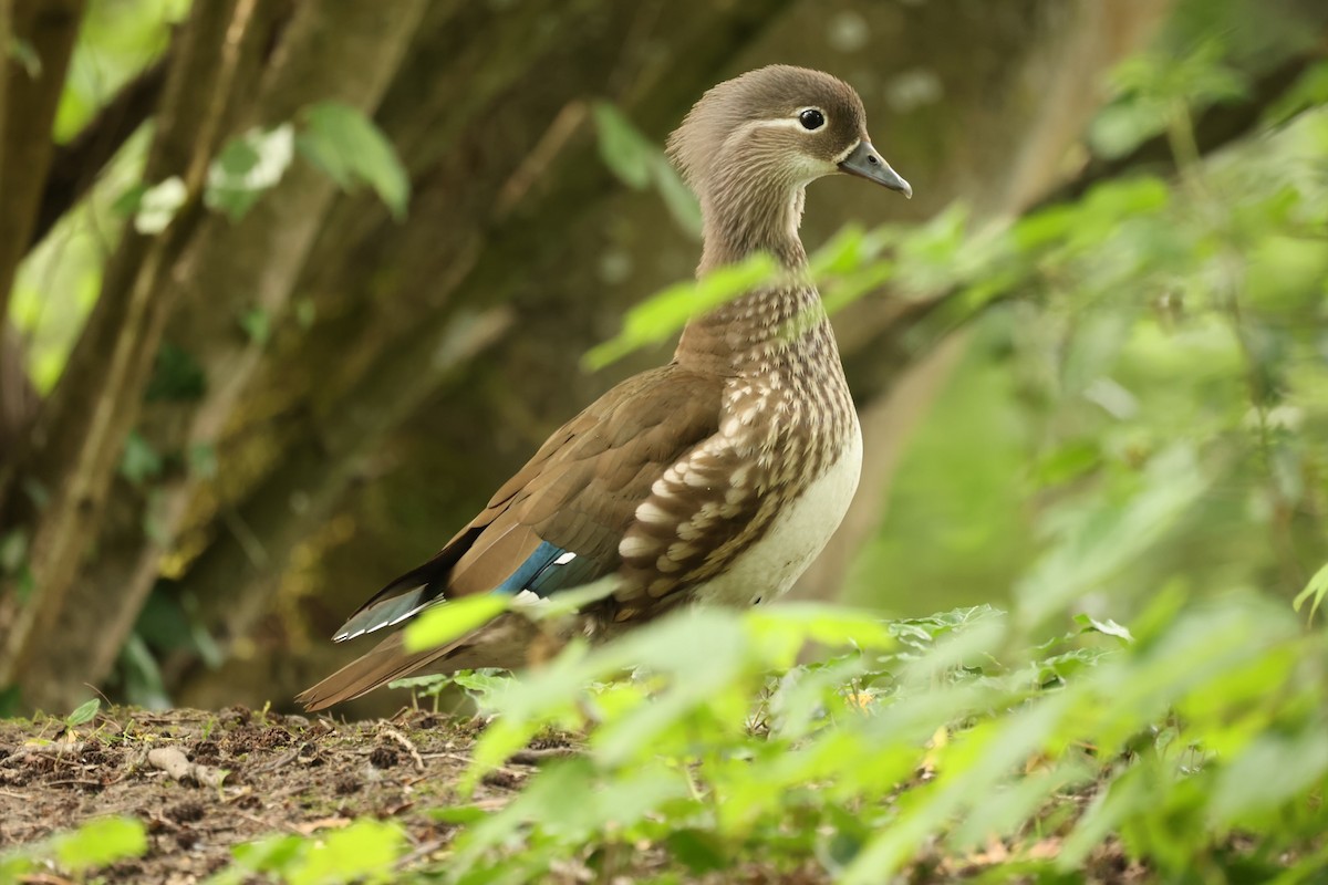 Mandarin Duck - Steve Luke