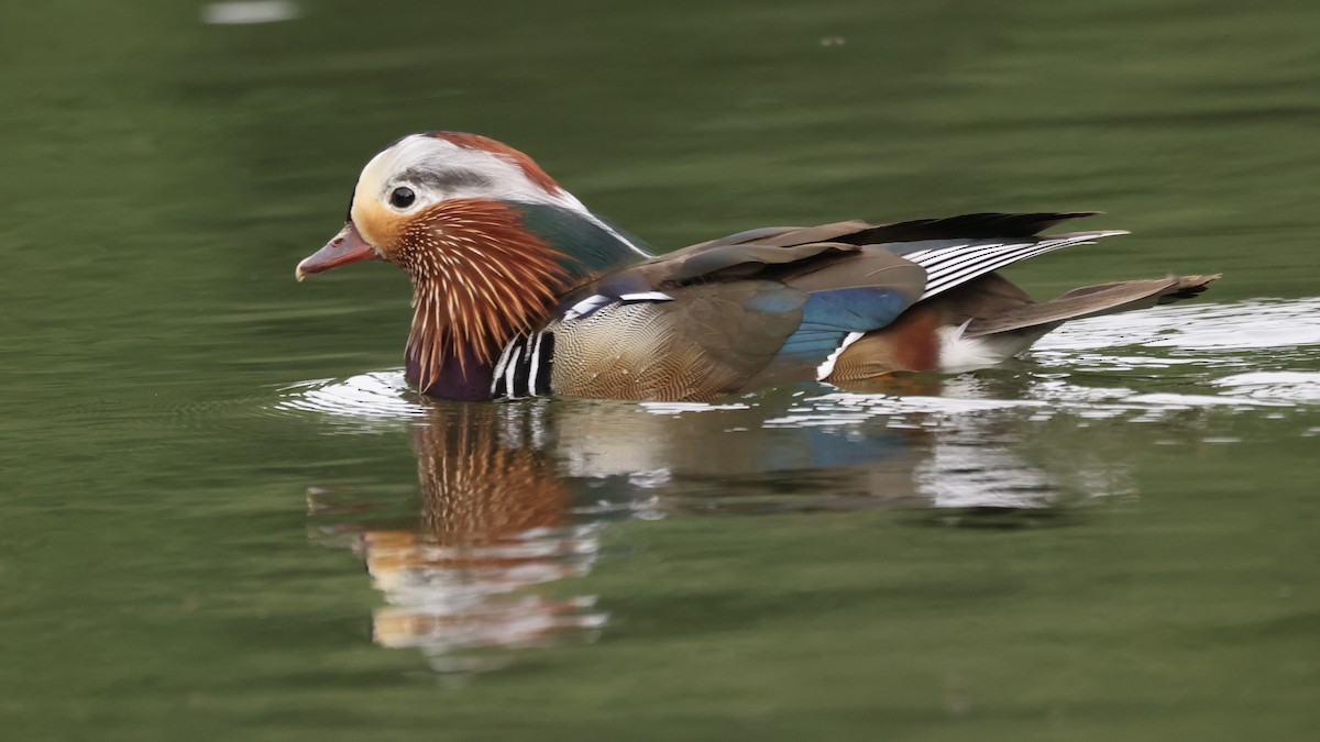 Mandarin Duck - ML456173741