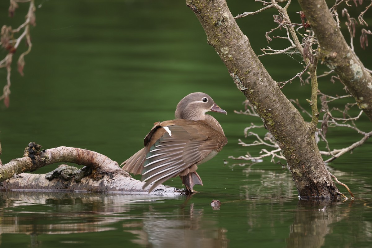 Mandarin Duck - ML456173751