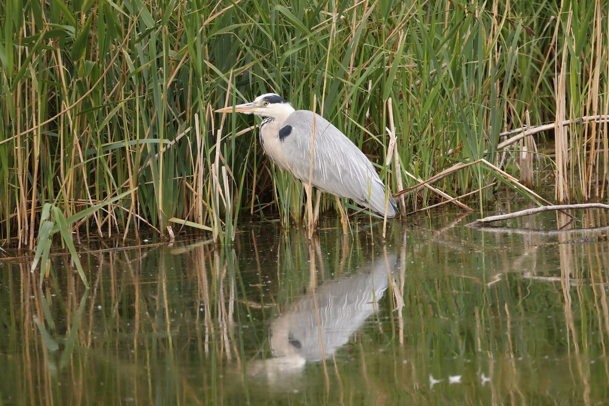 Gray Heron - ML456173961