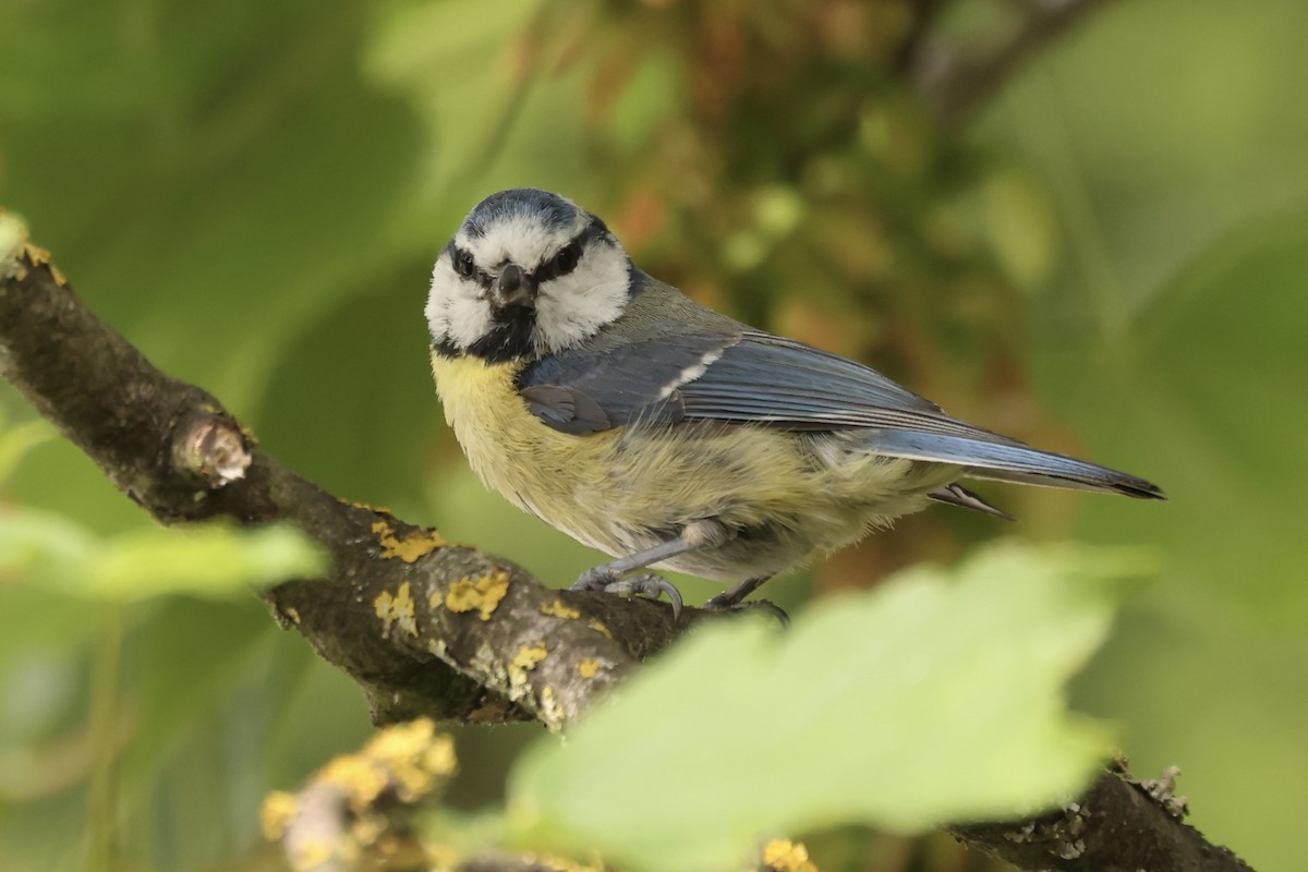 Eurasian Blue Tit - ML456174351