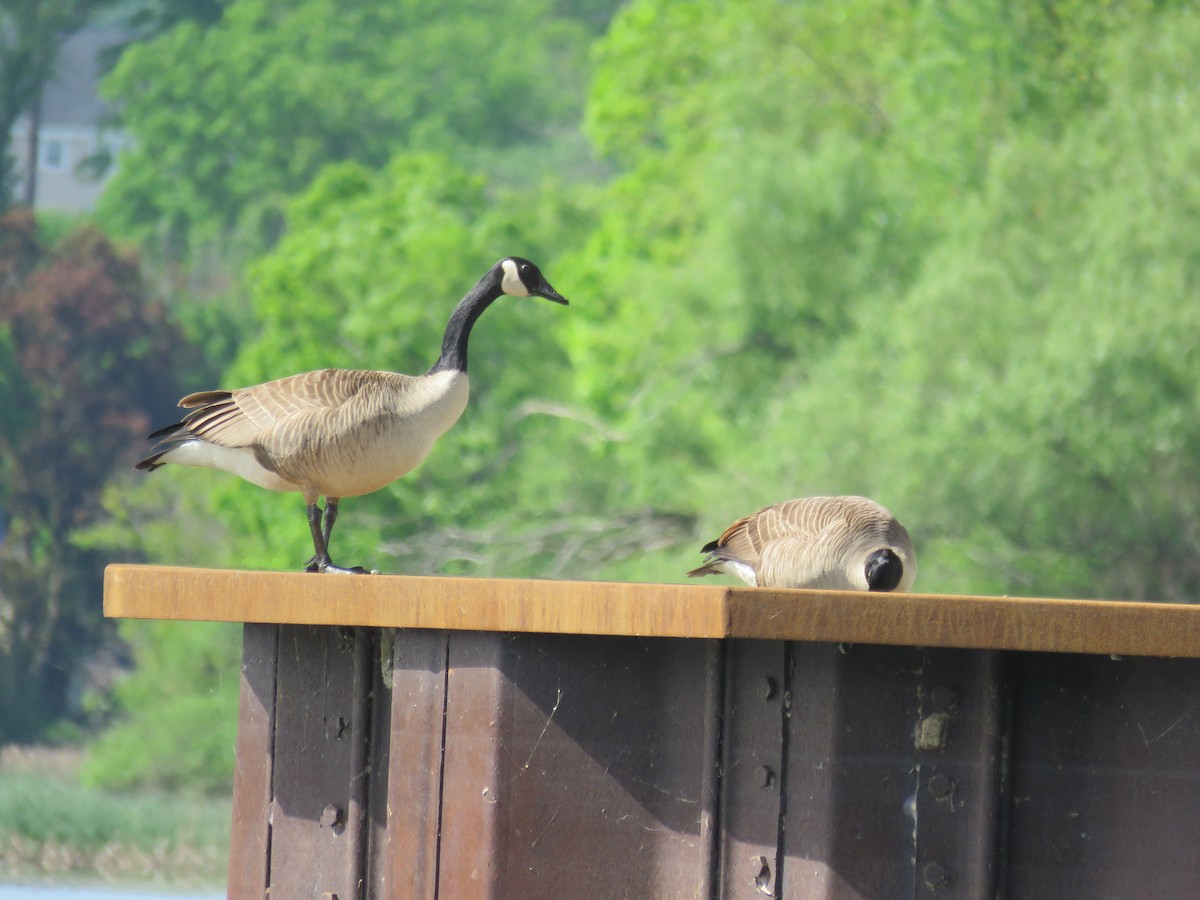 ברנטה קנדית - ML456174571