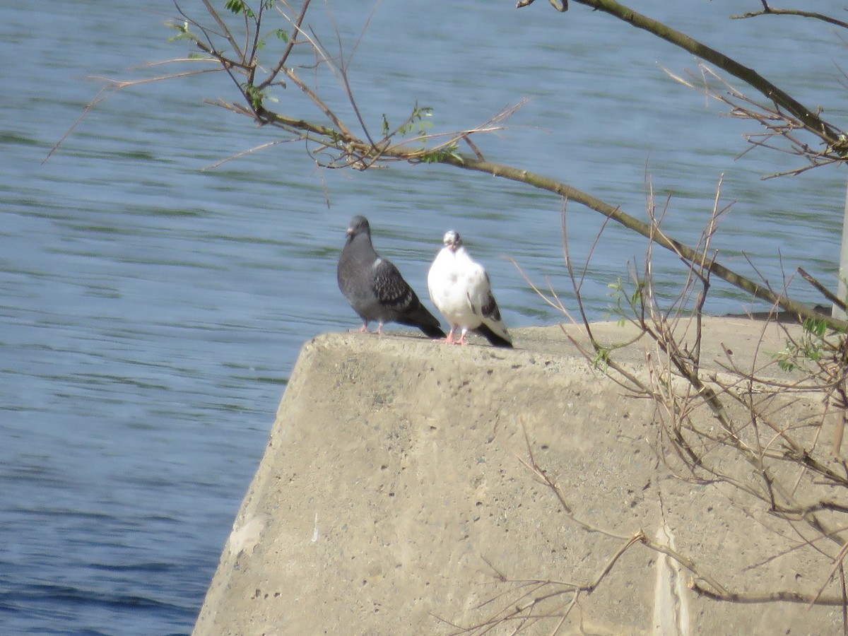 יונת בית - ML456174711