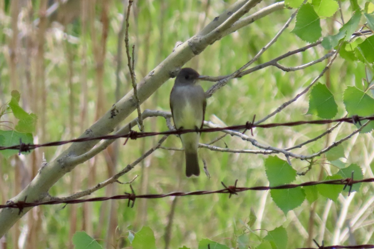 Western Wood-Pewee - ML456174951