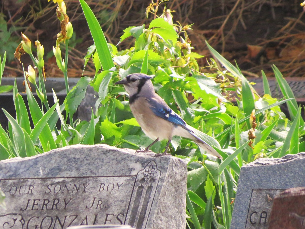 Blue Jay - Evan Carlson