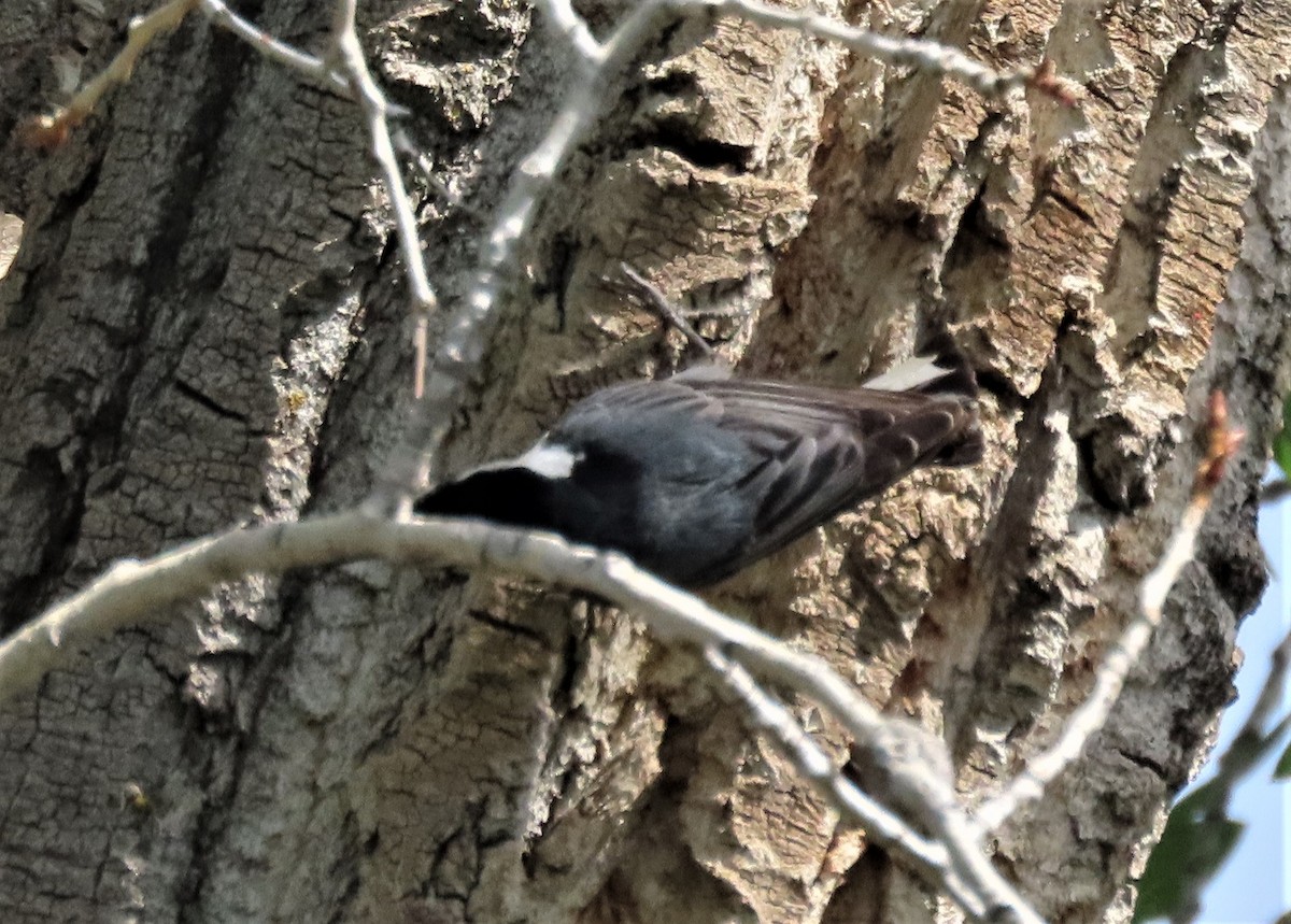 White-breasted Nuthatch - BEN BAILEY