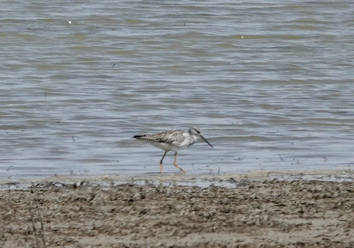 Greater Yellowlegs - ML456178981