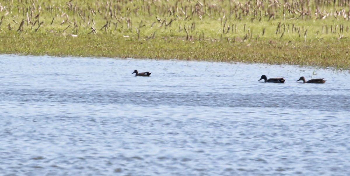 Blue-winged Teal - ML456179271